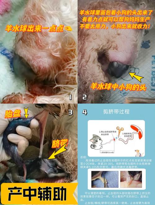 怎样给狗狗接生,狗狗生孩子怎么接生?-第2张图片-后鲨宠物 怎样给狗狗接生,狗狗生孩子怎么接生?-第2张图片-后鲨宠物