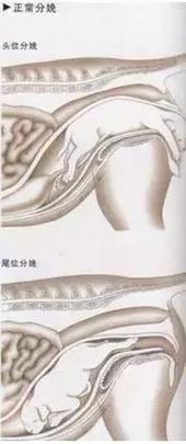 怎样给狗狗接生,狗狗生孩子怎么接生?-第3张图片-后鲨宠物 怎样给狗狗接生,狗狗生孩子怎么接生?-第3张图片-后鲨宠物