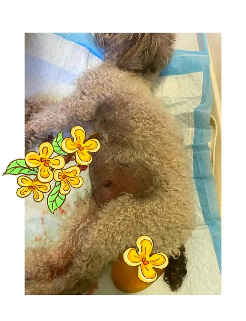 怎样给狗狗接生,狗狗生孩子怎么接生?-第5张图片-后鲨宠物 怎样给狗狗接生,狗狗生孩子怎么接生?-第5张图片-后鲨宠物