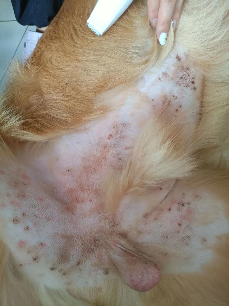 狗狗得冠状的症状,狗狗得冠状的症状是什么?-第2张图片-后鲨宠物 狗狗得冠状的症状,狗狗得冠状的症状是什么?-第2张图片-后鲨宠物