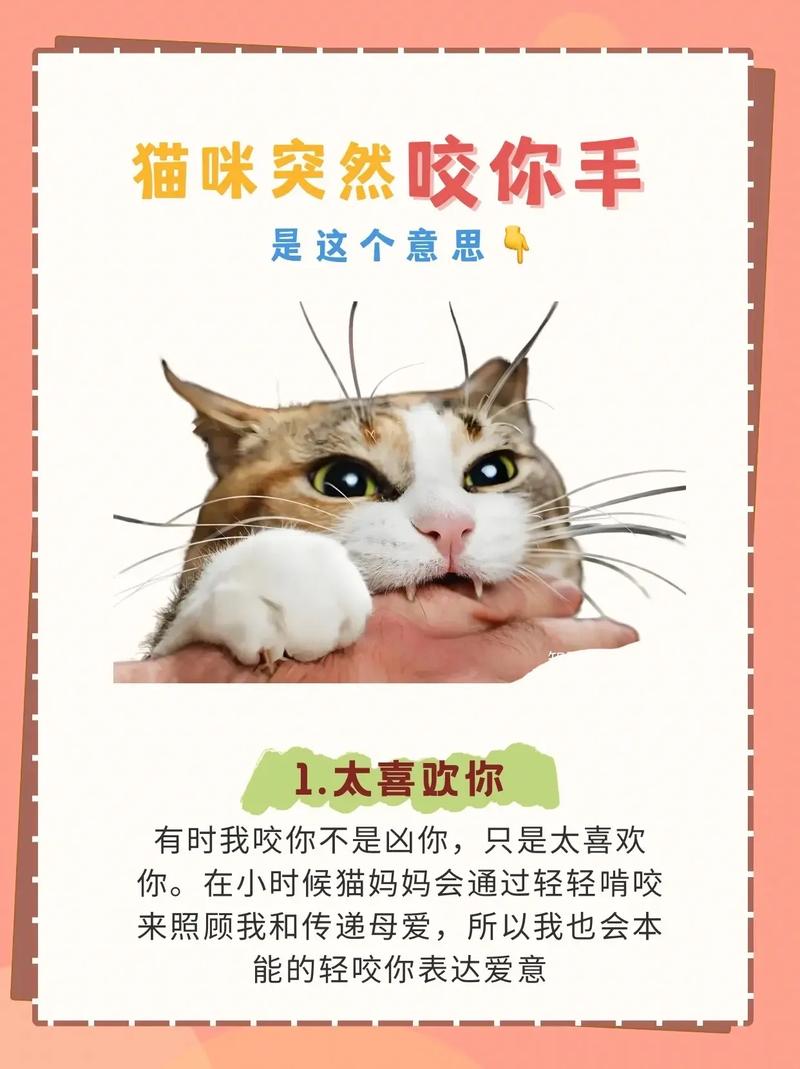 猫咪咬手怎么办,猫咪咬手怎么纠正?-第4张图片-后鲨宠物 猫咪咬手怎么办,猫咪咬手怎么纠正?-第4张图片-后鲨宠物