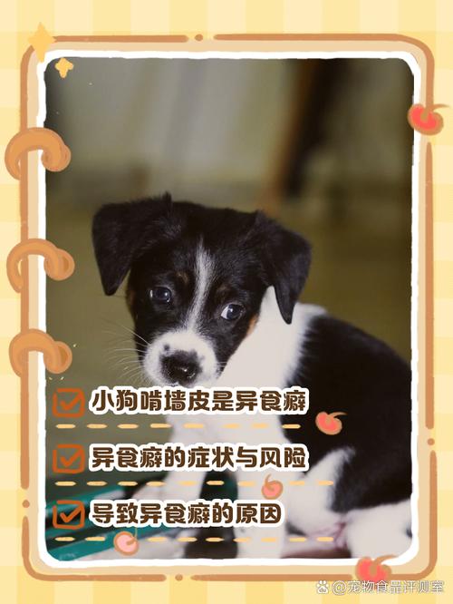 狗狗吃墙皮是怎么回事_狗狗吃墙皮是什么原因-第3张图片-后鲨宠物 狗狗吃墙皮是怎么回事_狗狗吃墙皮是什么原因-第3张图片-后鲨宠物