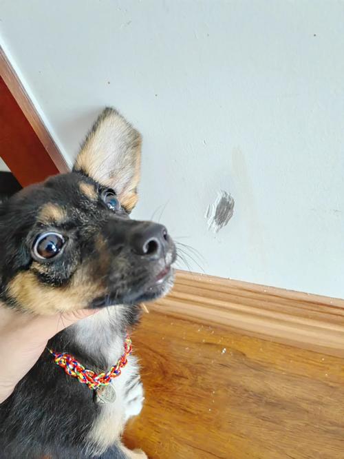 狗狗吃墙皮是怎么回事_狗狗吃墙皮是什么原因-第4张图片-后鲨宠物 狗狗吃墙皮是怎么回事_狗狗吃墙皮是什么原因-第4张图片-后鲨宠物