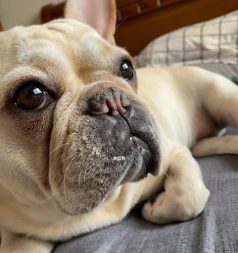 狗狗吃墙皮是怎么回事_狗狗吃墙皮是什么原因-第5张图片-后鲨宠物 狗狗吃墙皮是怎么回事_狗狗吃墙皮是什么原因-第5张图片-后鲨宠物