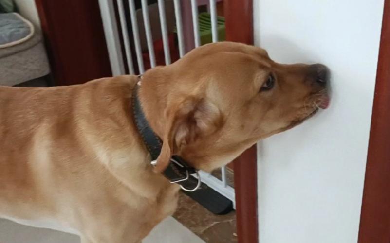 狗狗吃墙皮是怎么回事_狗狗吃墙皮是什么原因-第6张图片-后鲨宠物 狗狗吃墙皮是怎么回事_狗狗吃墙皮是什么原因-第6张图片-后鲨宠物