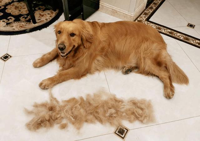 狗狗掉毛很厉害怎么办_狗狗掉毛很厉害怎么办冬天-第1张图片-后鲨宠物 狗狗掉毛很厉害怎么办_狗狗掉毛很厉害怎么办冬天-第1张图片-后鲨宠物