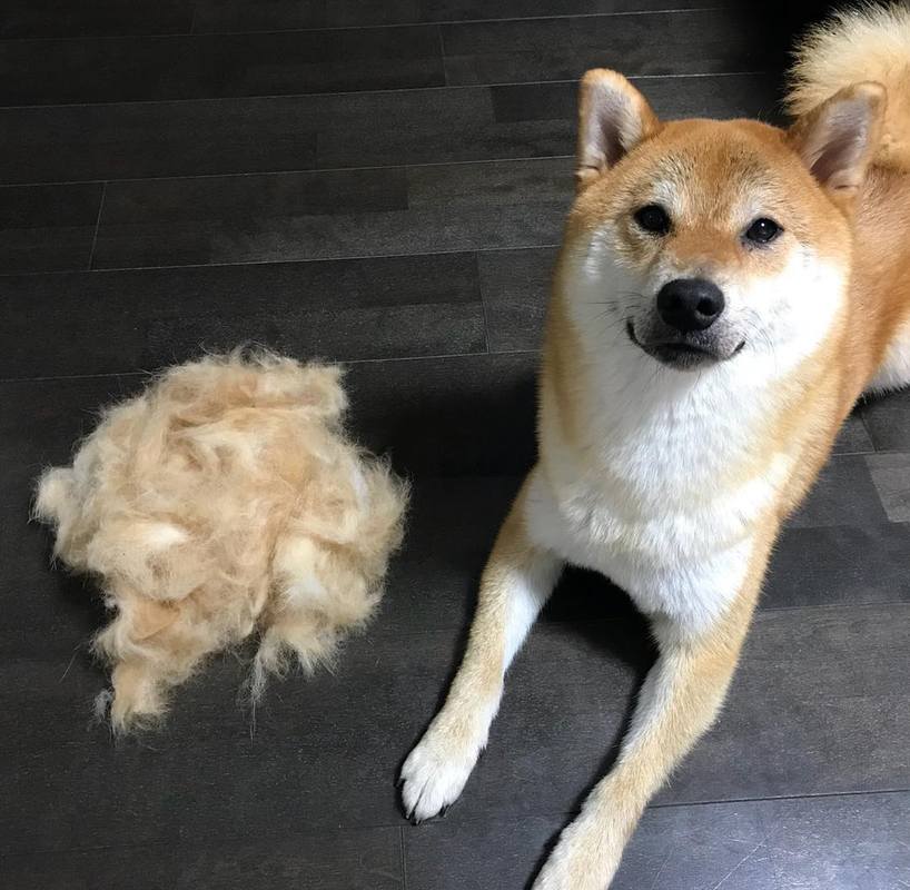 狗狗掉毛很厉害怎么办_狗狗掉毛很厉害怎么办冬天-第2张图片-后鲨宠物 狗狗掉毛很厉害怎么办_狗狗掉毛很厉害怎么办冬天-第2张图片-后鲨宠物