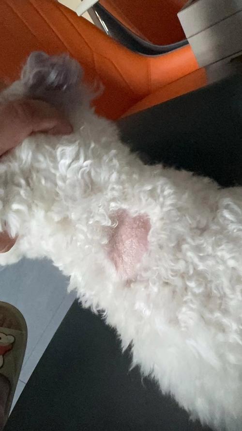 狗狗掉毛很厉害怎么办_狗狗掉毛很厉害怎么办冬天-第3张图片-后鲨宠物 狗狗掉毛很厉害怎么办_狗狗掉毛很厉害怎么办冬天-第3张图片-后鲨宠物