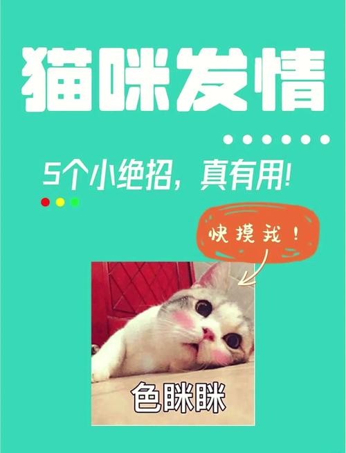 猫咪闹春最快解决方法,猫咪闹春最快解决方法假孕-第5张图片-后鲨宠物 猫咪闹春最快解决方法,猫咪闹春最快解决方法假孕-第5张图片-后鲨宠物