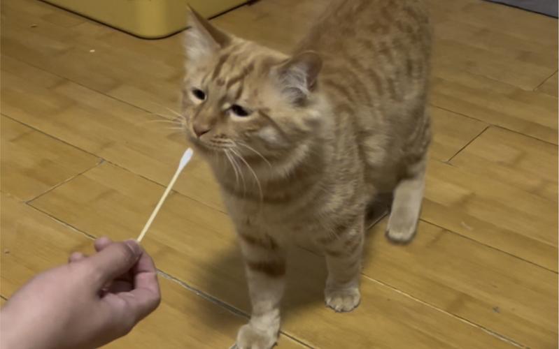 猫咪闹春最快解决方法,猫咪闹春最快解决方法假孕-第6张图片-后鲨宠物 猫咪闹春最快解决方法,猫咪闹春最快解决方法假孕-第6张图片-后鲨宠物