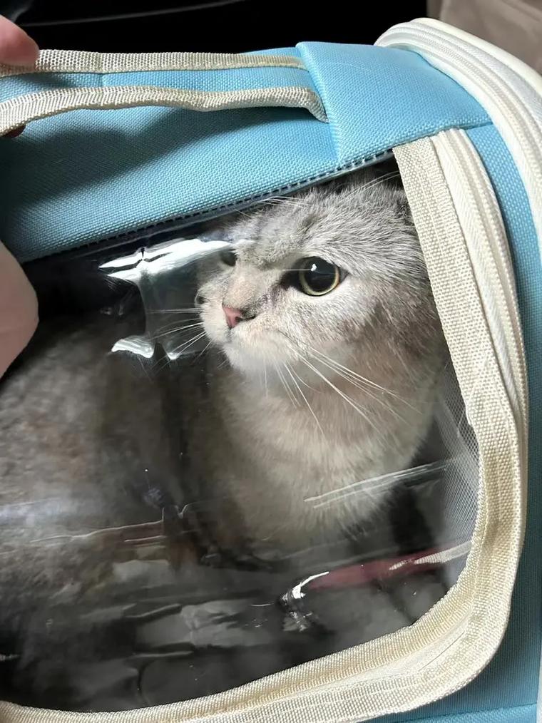 汽车大巴可以带猫咪吗_大巴车可以带猫回家吗-第1张图片-后鲨宠物 汽车大巴可以带猫咪吗_大巴车可以带猫回家吗-第1张图片-后鲨宠物