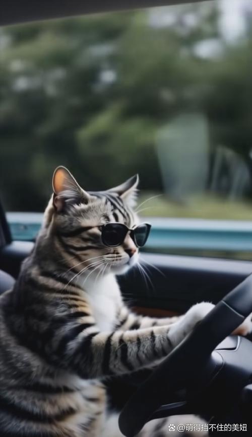 汽车大巴可以带猫咪吗_大巴车可以带猫回家吗-第5张图片-后鲨宠物 汽车大巴可以带猫咪吗_大巴车可以带猫回家吗-第5张图片-后鲨宠物