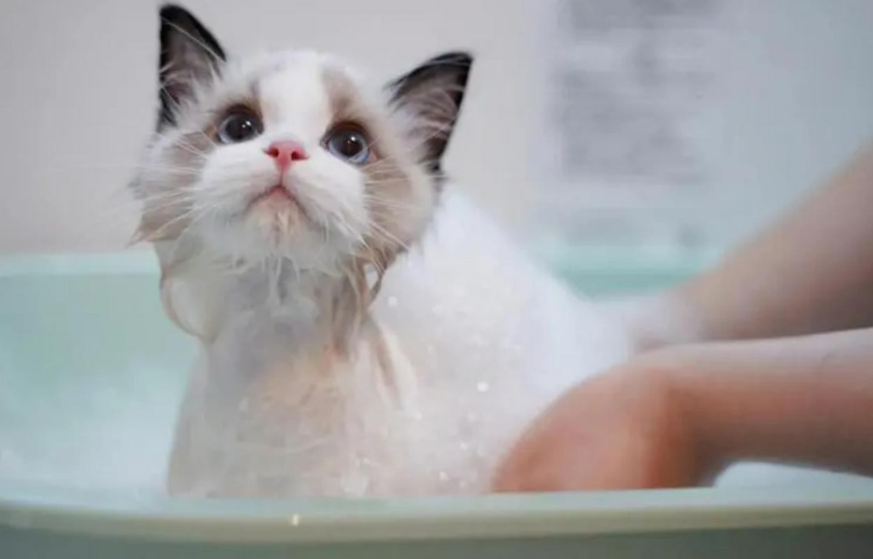 猫咪打完疫苗多久可以洗澡_猫咪打了疫苗好久可以洗澡-第3张图片-后鲨宠物 猫咪打完疫苗多久可以洗澡_猫咪打了疫苗好久可以洗澡-第3张图片-后鲨宠物
