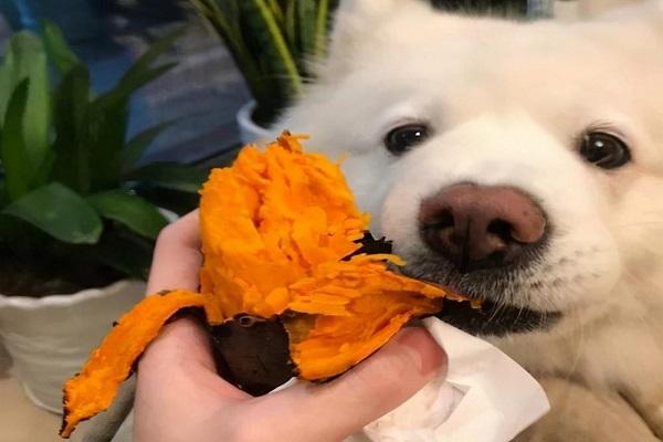 狗狗吃地瓜好吗,狗狗吃地瓜好吗有营养吗-第1张图片-后鲨宠物 狗狗吃地瓜好吗,狗狗吃地瓜好吗有营养吗-第1张图片-后鲨宠物