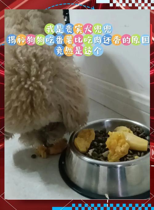 狗狗吃地瓜好吗,狗狗吃地瓜好吗有营养吗-第4张图片-后鲨宠物 狗狗吃地瓜好吗,狗狗吃地瓜好吗有营养吗-第4张图片-后鲨宠物