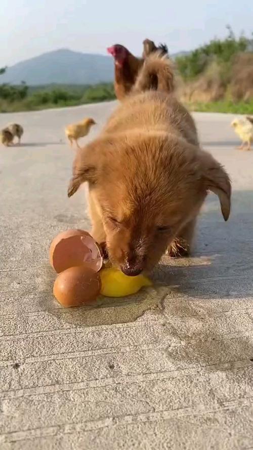 狗狗可以吃炒鸡蛋吗,狗狗可以吃炒鸡蛋吗为什么-第5张图片-后鲨宠物 狗狗可以吃炒鸡蛋吗,狗狗可以吃炒鸡蛋吗为什么-第5张图片-后鲨宠物