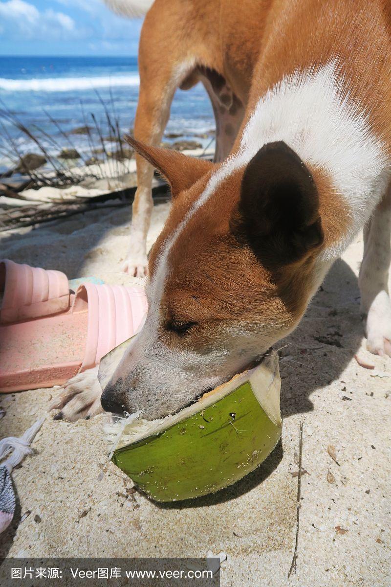  狗狗可以吃椰子肉吗，宠物狗能吃椰子肉吗-第1张图片-后鲨宠物