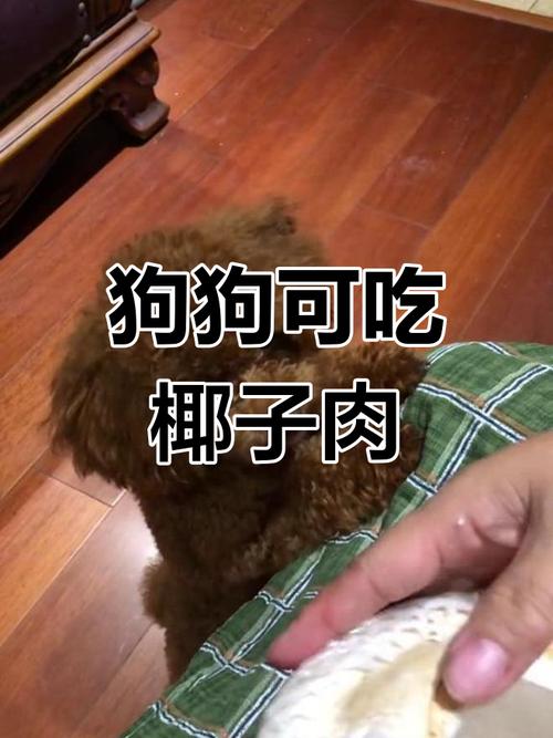 狗狗可以吃椰子肉吗，宠物狗能吃椰子肉吗-第2张图片-后鲨宠物