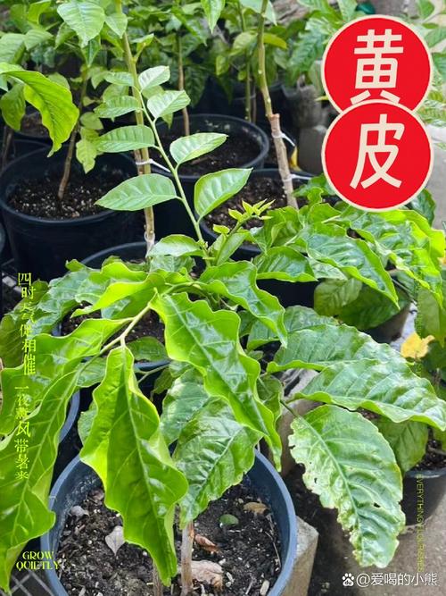 狗狗可以吃黄皮吗,狗狗能吃黄蟮吗?-第1张图片-后鲨宠物 狗狗可以吃黄皮吗,狗狗能吃黄蟮吗?-第1张图片-后鲨宠物