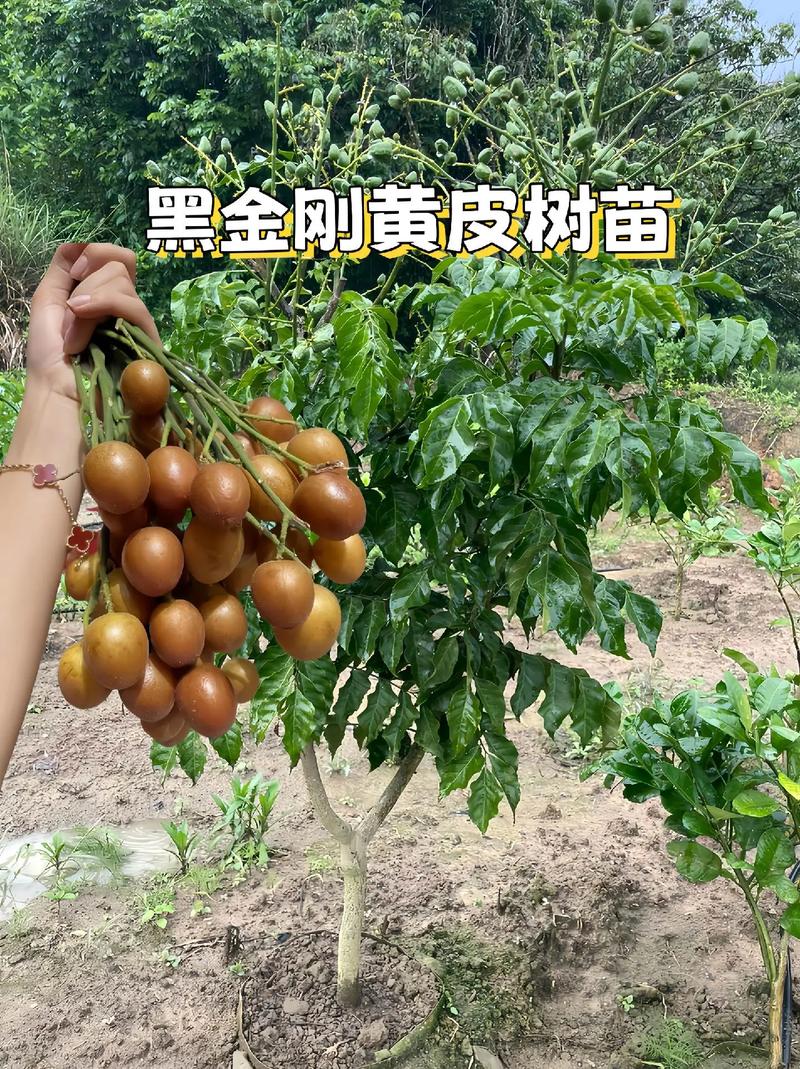 狗狗可以吃黄皮吗,狗狗能吃黄蟮吗?-第3张图片-后鲨宠物 狗狗可以吃黄皮吗,狗狗能吃黄蟮吗?-第3张图片-后鲨宠物