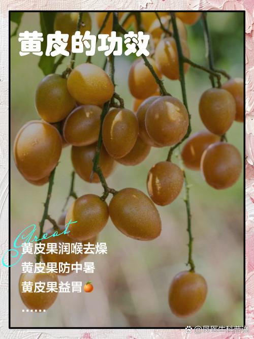 狗狗可以吃黄皮吗,狗狗能吃黄蟮吗?-第4张图片-后鲨宠物 狗狗可以吃黄皮吗,狗狗能吃黄蟮吗?-第4张图片-后鲨宠物