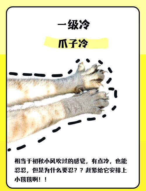猫咪着凉有什么症状_猫咪着凉怎么办-第3张图片-后鲨宠物 猫咪着凉有什么症状_猫咪着凉怎么办-第3张图片-后鲨宠物