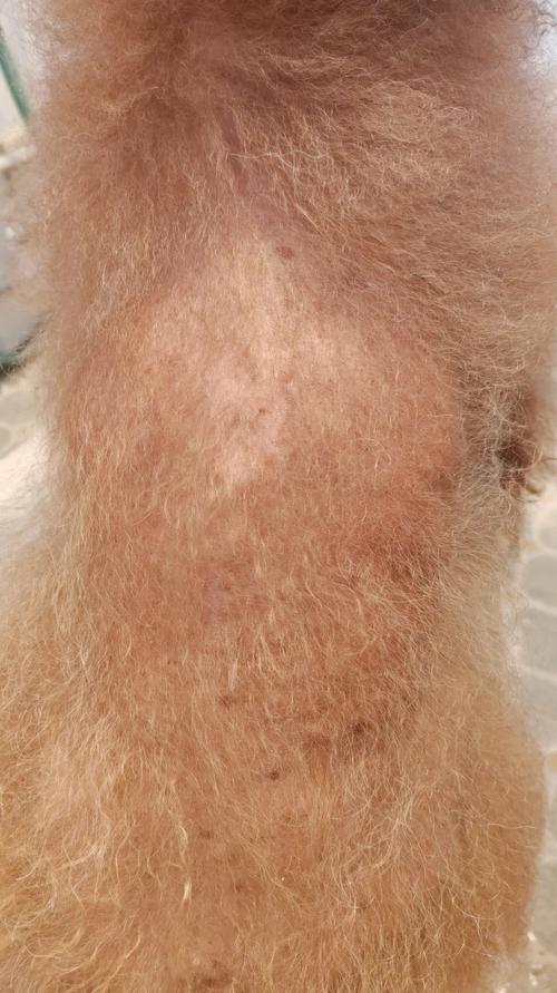 狗狗毛少是什么原因,小狗毛少怎么回事-第1张图片-后鲨宠物 狗狗毛少是什么原因,小狗毛少怎么回事-第1张图片-后鲨宠物