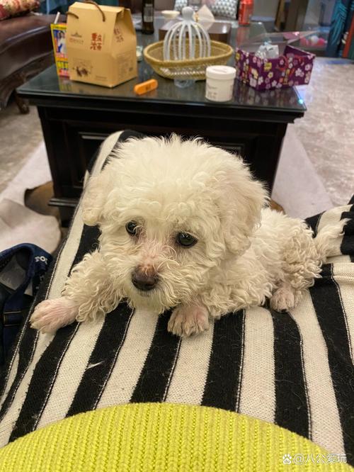 狗狗毛少是什么原因,小狗毛少怎么回事-第2张图片-后鲨宠物 狗狗毛少是什么原因,小狗毛少怎么回事-第2张图片-后鲨宠物