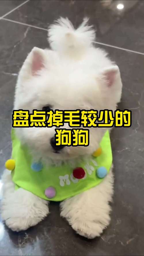 狗狗毛少是什么原因,小狗毛少怎么回事-第4张图片-后鲨宠物 狗狗毛少是什么原因,小狗毛少怎么回事-第4张图片-后鲨宠物