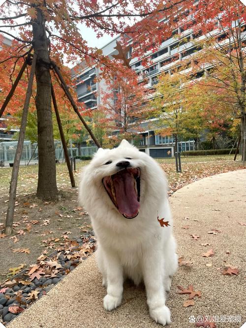 狗狗毛少是什么原因,小狗毛少怎么回事-第3张图片-后鲨宠物 狗狗毛少是什么原因,小狗毛少怎么回事-第3张图片-后鲨宠物