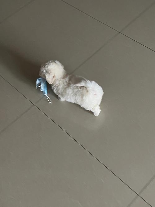 狗狗毛少是什么原因,小狗毛少怎么回事-第5张图片-后鲨宠物 狗狗毛少是什么原因,小狗毛少怎么回事-第5张图片-后鲨宠物