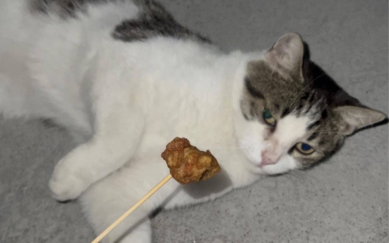 猫咪不吃东西越来越瘦_猫咪不吃东西越来越瘦的原因-第1张图片-后鲨宠物 猫咪不吃东西越来越瘦_猫咪不吃东西越来越瘦的原因-第1张图片-后鲨宠物