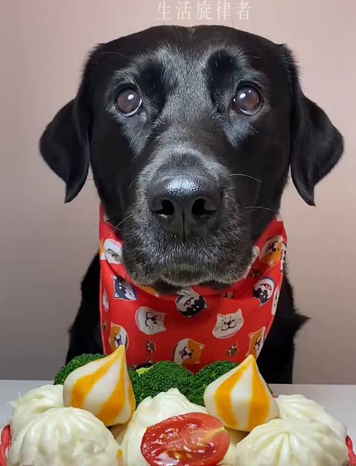 狗狗经常吃肉好吗_狗狗经常吃肉好吗为什么-第1张图片-后鲨宠物 狗狗经常吃肉好吗_狗狗经常吃肉好吗为什么-第1张图片-后鲨宠物