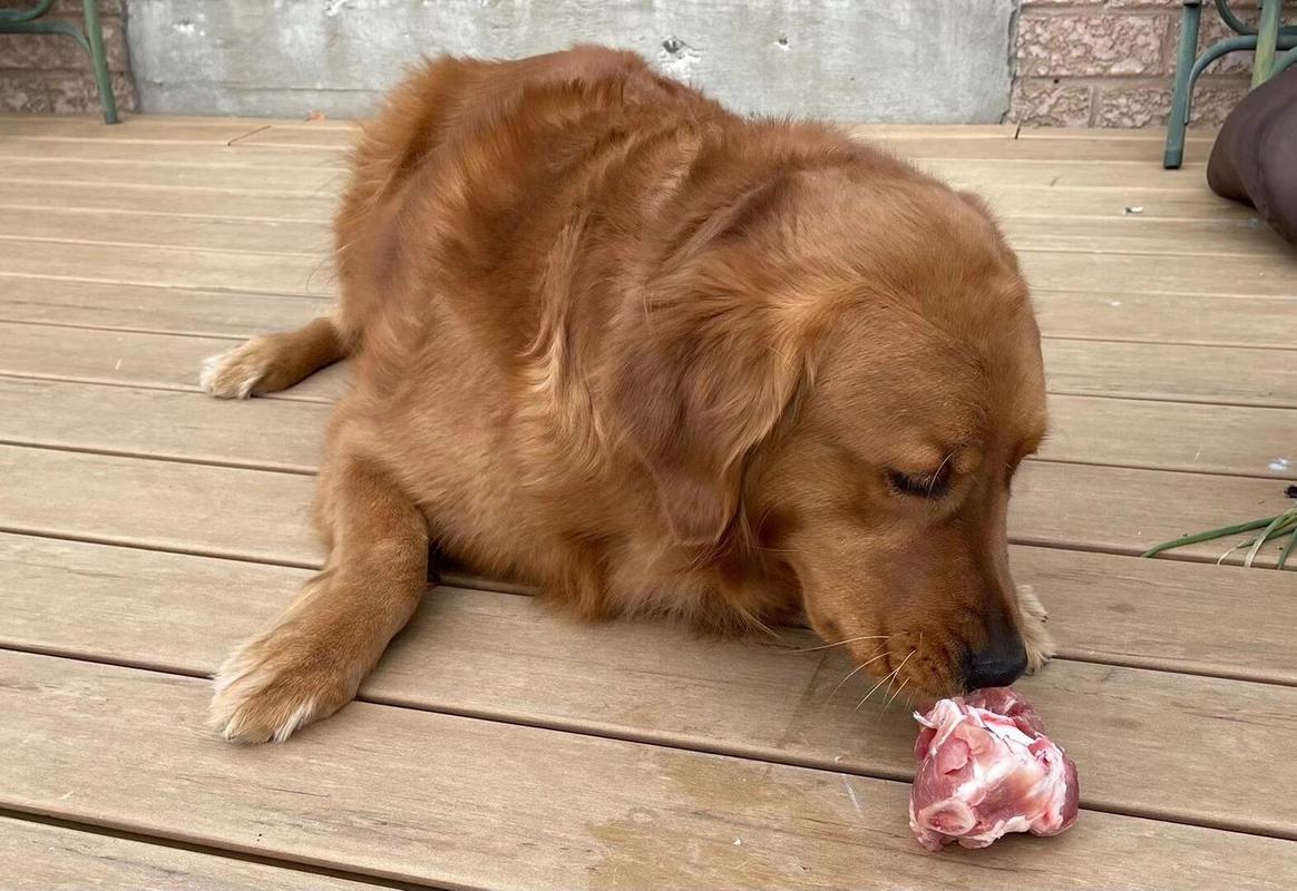 狗狗经常吃肉好吗_狗狗经常吃肉好吗为什么-第4张图片-后鲨宠物 狗狗经常吃肉好吗_狗狗经常吃肉好吗为什么-第4张图片-后鲨宠物