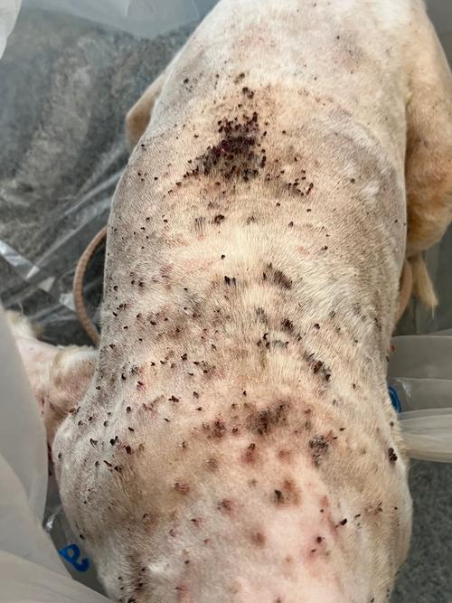 狗狗身上的蜱虫怎么来的_狗狗身上蜱虫怎么弄出来-第1张图片-后鲨宠物 狗狗身上的蜱虫怎么来的_狗狗身上蜱虫怎么弄出来-第1张图片-后鲨宠物