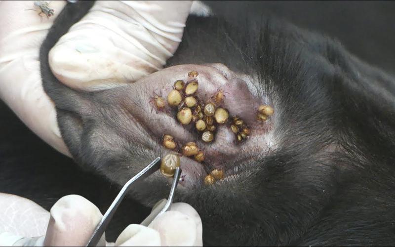 狗狗身上的蜱虫怎么来的_狗狗身上蜱虫怎么弄出来-第2张图片-后鲨宠物 狗狗身上的蜱虫怎么来的_狗狗身上蜱虫怎么弄出来-第2张图片-后鲨宠物