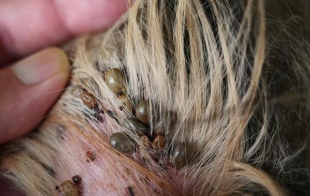 狗狗身上的蜱虫怎么来的_狗狗身上蜱虫怎么弄出来-第3张图片-后鲨宠物 狗狗身上的蜱虫怎么来的_狗狗身上蜱虫怎么弄出来-第3张图片-后鲨宠物