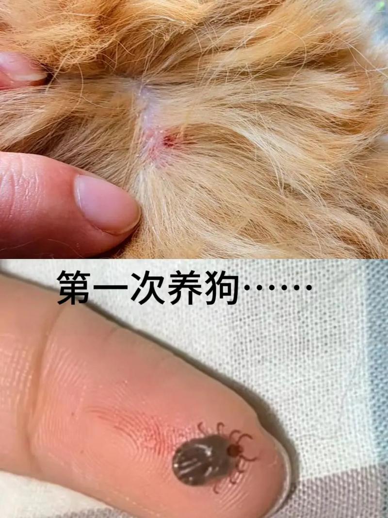 如何去除狗狗身上的蜱虫,如何有效去除狗狗身上的蜱虫-第6张图片-后鲨宠物 如何去除狗狗身上的蜱虫,如何有效去除狗狗身上的蜱虫-第6张图片-后鲨宠物