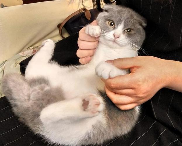 猫猫一直摇尾巴_猫猫一直摇尾巴尖-第1张图片-后鲨宠物 猫猫一直摇尾巴_猫猫一直摇尾巴尖-第1张图片-后鲨宠物