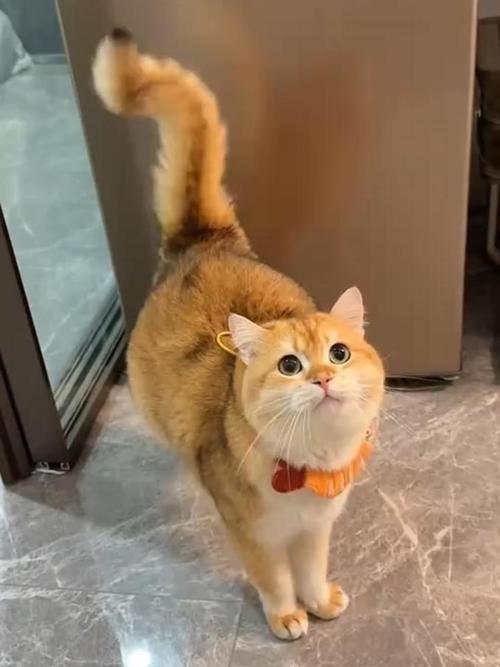 猫猫一直摇尾巴_猫猫一直摇尾巴尖-第4张图片-后鲨宠物 猫猫一直摇尾巴_猫猫一直摇尾巴尖-第4张图片-后鲨宠物