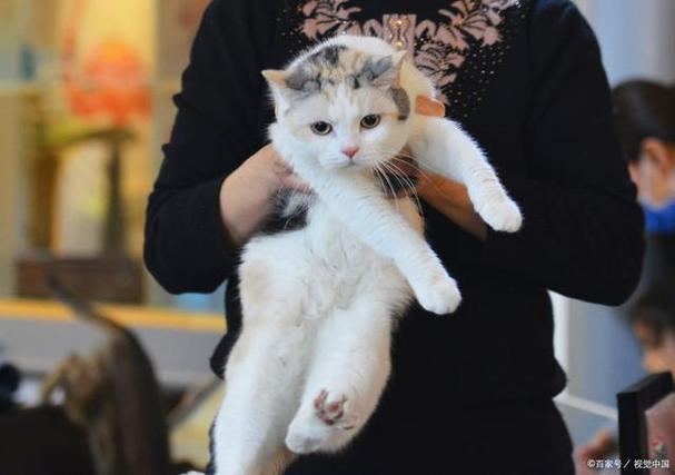 猫猫一直摇尾巴_猫猫一直摇尾巴尖-第5张图片-后鲨宠物 猫猫一直摇尾巴_猫猫一直摇尾巴尖-第5张图片-后鲨宠物