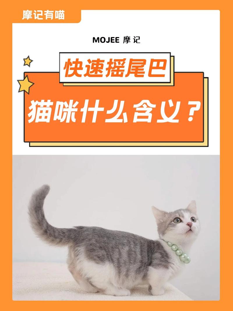 猫猫一直摇尾巴_猫猫一直摇尾巴尖-第6张图片-后鲨宠物 猫猫一直摇尾巴_猫猫一直摇尾巴尖-第6张图片-后鲨宠物