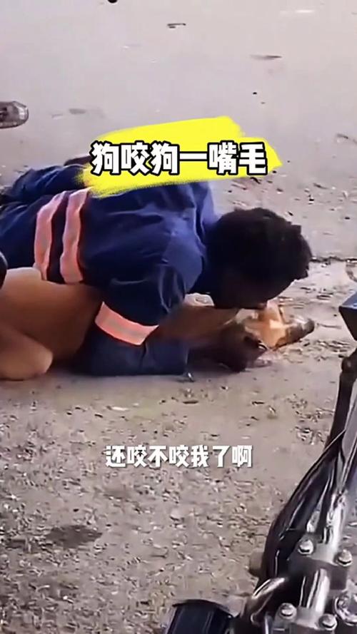 狗狗剪毛咬人怎么办_狗狗剪完毛后很凶咬人-第1张图片-后鲨宠物 狗狗剪毛咬人怎么办_狗狗剪完毛后很凶咬人-第1张图片-后鲨宠物