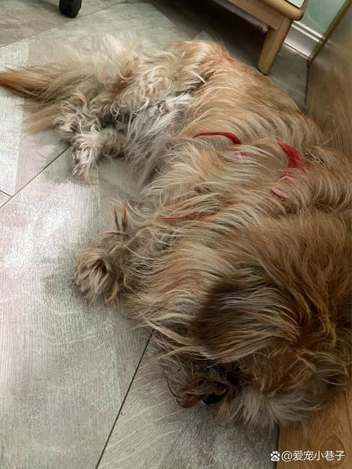 狗狗剪毛咬人怎么办_狗狗剪完毛后很凶咬人-第4张图片-后鲨宠物 狗狗剪毛咬人怎么办_狗狗剪完毛后很凶咬人-第4张图片-后鲨宠物