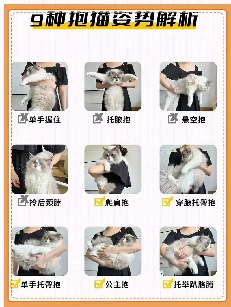 刚满月的猫咪怎么喂养_刚满月的猫咪怎么喂养人工-第4张图片-后鲨宠物 刚满月的猫咪怎么喂养_刚满月的猫咪怎么喂养人工-第4张图片-后鲨宠物