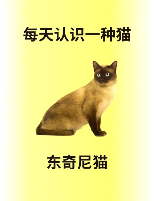 刚满月的猫咪怎么喂养_刚满月的猫咪怎么喂养人工-第5张图片-后鲨宠物 刚满月的猫咪怎么喂养_刚满月的猫咪怎么喂养人工-第5张图片-后鲨宠物