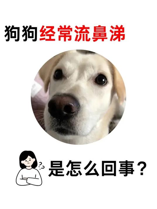 狗狗流鼻涕会自己好吗,狗狗流鼻涕打喷嚏吃什么药?-第4张图片-后鲨宠物 狗狗流鼻涕会自己好吗,狗狗流鼻涕打喷嚏吃什么药?-第4张图片-后鲨宠物