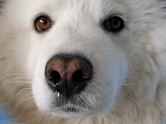 狗狗流鼻涕会自己好吗,狗狗流鼻涕打喷嚏吃什么药?-第5张图片-后鲨宠物 狗狗流鼻涕会自己好吗,狗狗流鼻涕打喷嚏吃什么药?-第5张图片-后鲨宠物