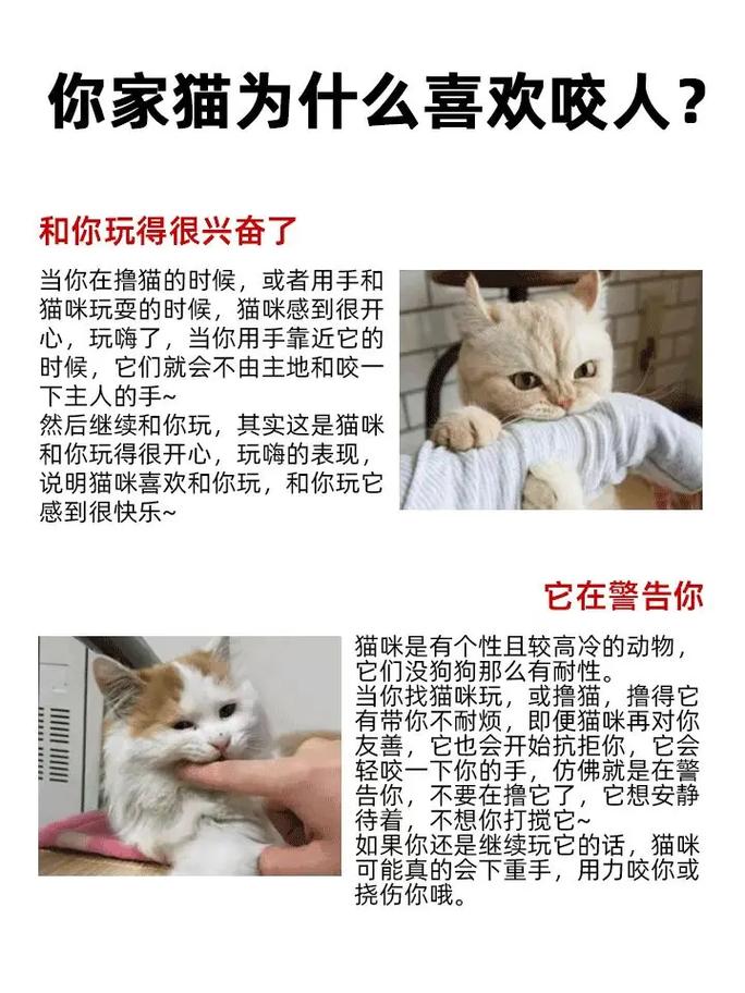 猫咪为什么会咬人_猫咪为什么会咬人?-第1张图片-后鲨宠物 猫咪为什么会咬人_猫咪为什么会咬人?-第1张图片-后鲨宠物