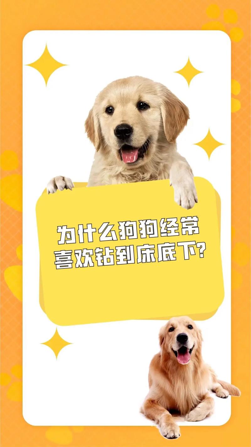 为什么狗狗喜欢钻床底,为啥狗狗喜欢钻床底-第1张图片-后鲨宠物 为什么狗狗喜欢钻床底,为啥狗狗喜欢钻床底-第1张图片-后鲨宠物